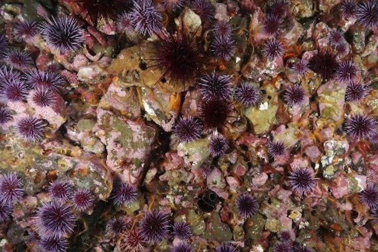 A sea floor landscape of sea urchins and not much else.