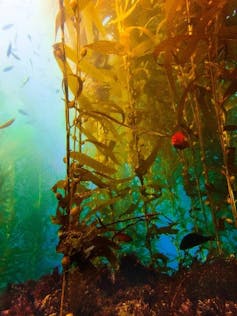 Large stalks of kelp sea grass rising from the sea floor with fish swimming nearby.