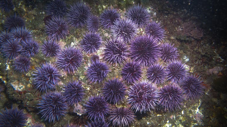 Two dozen sea stars on the sea floor and not much else.