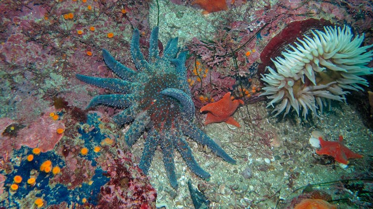 A seafloor view with several species.