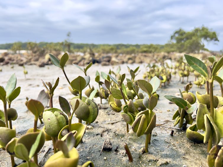 close-up of mangrove seedlings growing on a muddy beach.