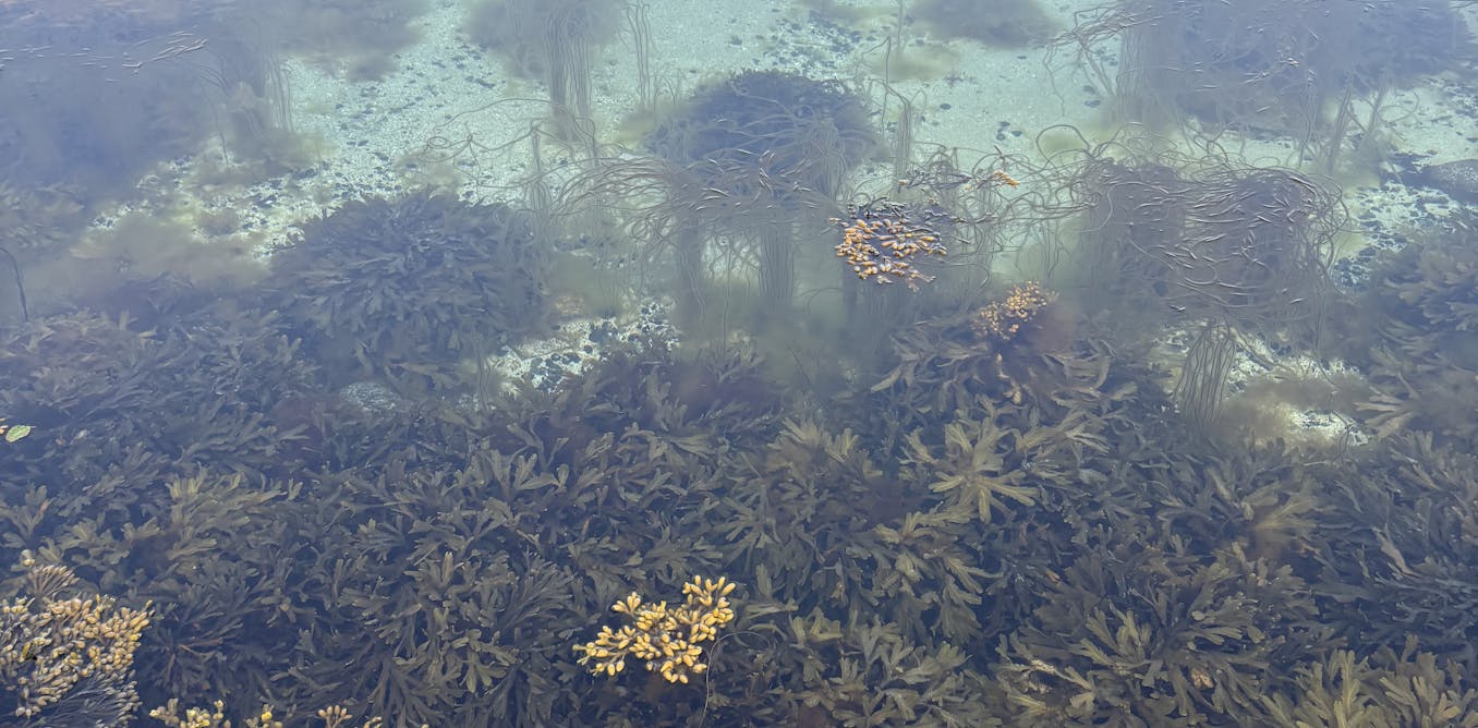Stones have been ‘overfished’ from the sea – here’s how Denmark’s rocky reefs are being restored