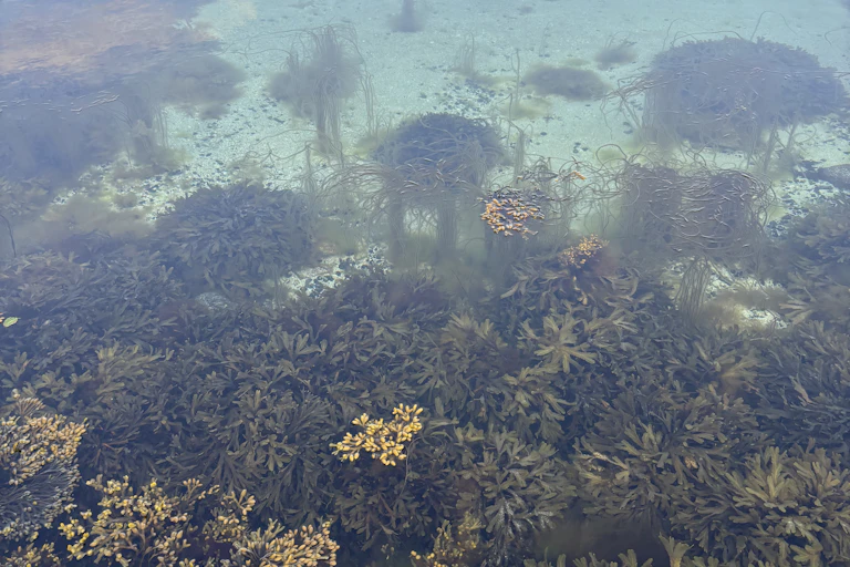 A variety of seaweeds growing in shallow coastal waters.