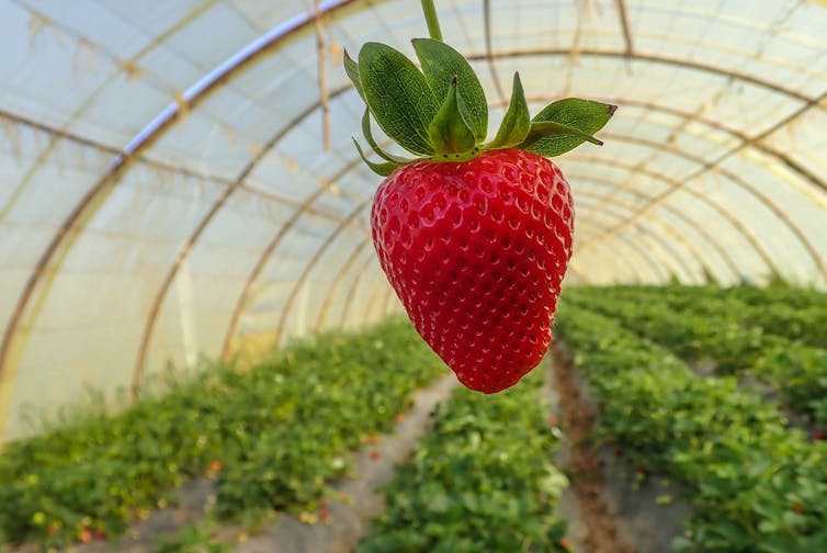 Because the plastic has turn into essential within the meals business 1 file 20250915 64 pk3eqr.jpg?ixlib=rb 4.1