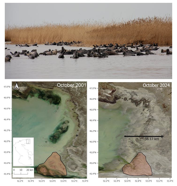 Seals and satellite maps