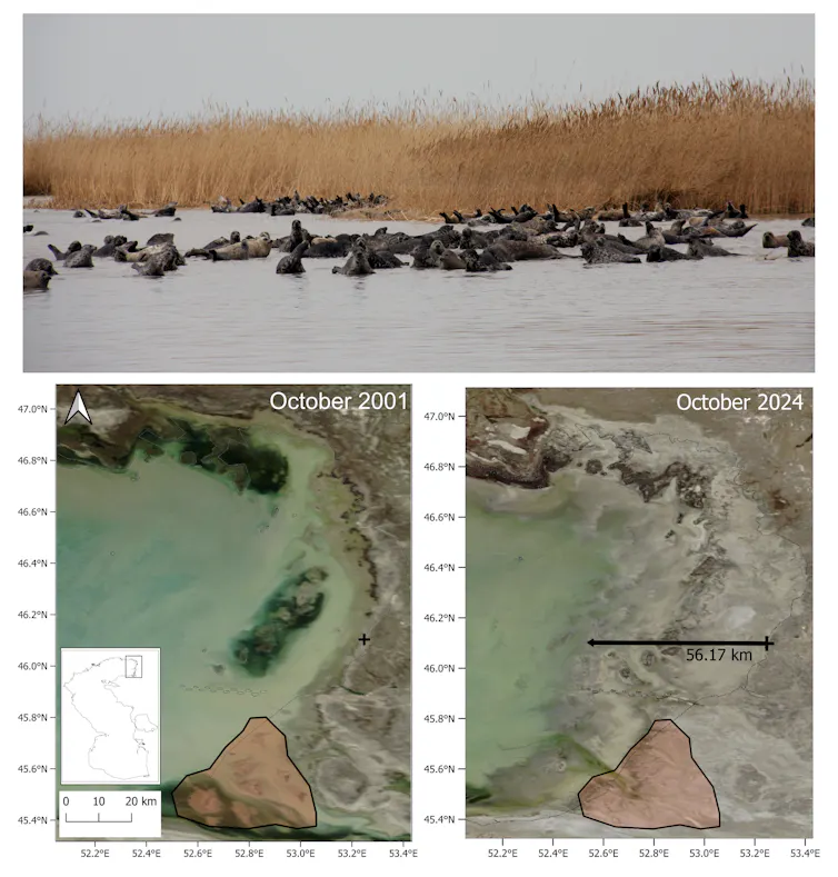 Seals and satellite maps