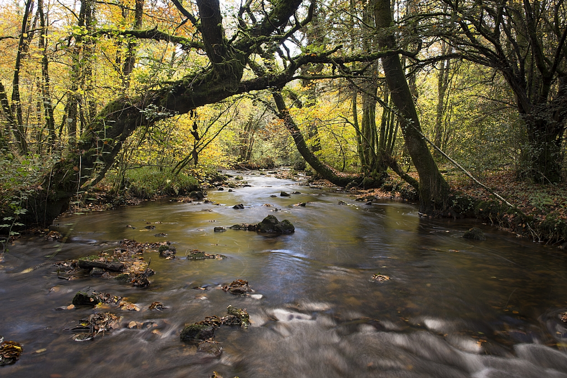 une rivière sous les arbres