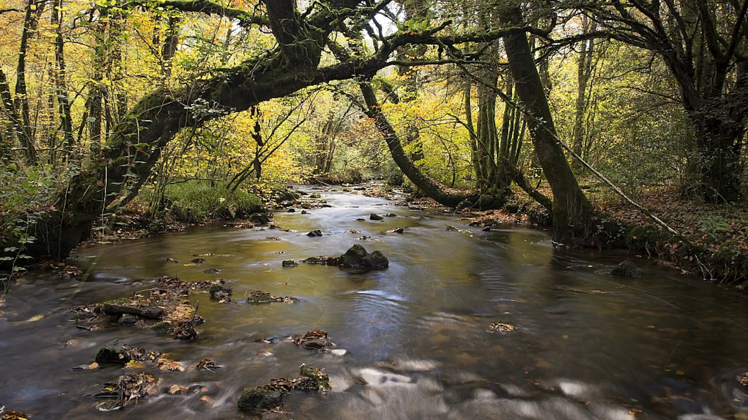 une rivière sous les arbres