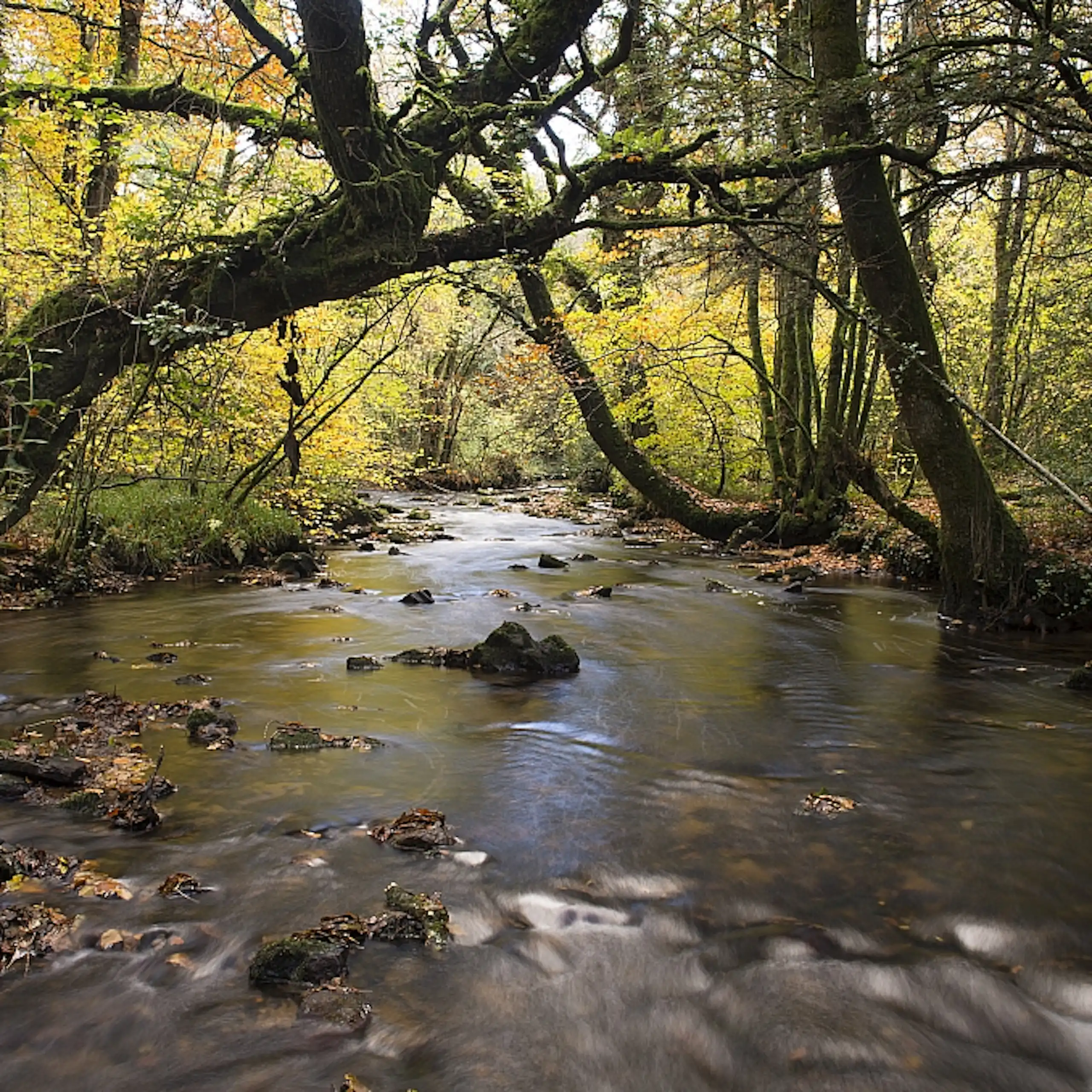 une rivière sous les arbres