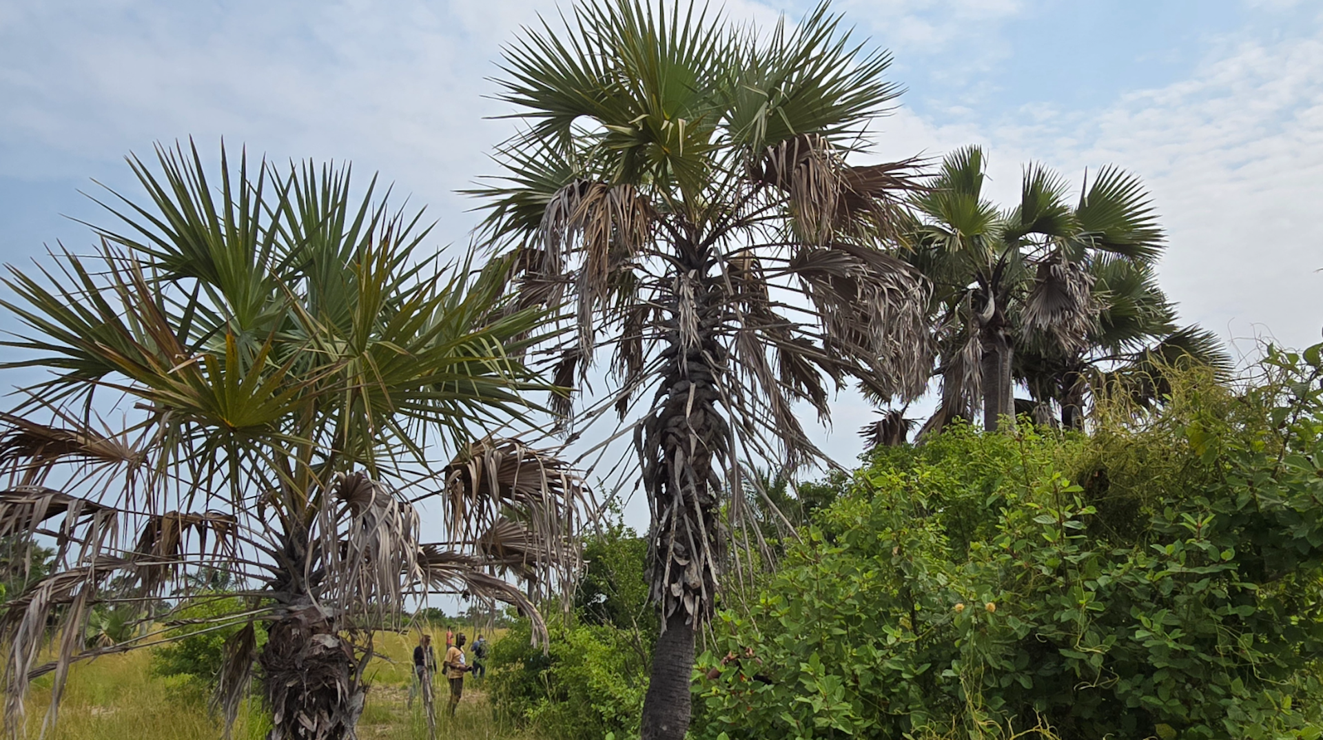 African Botanists Launch Pan-African Network to Safeguard Vital Palm Trees article image