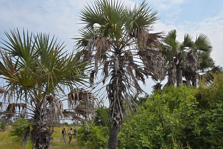 Several palm trees in the wild, about 20 feet tall or higher
