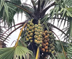 A tall palm tree with several bunches of large round green and yellow fruits hanging from it.