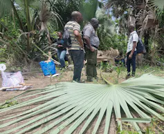 A group of people stand in a wild area populated by palm trees with a giant palm leaf lying on the ground, classifying the trees