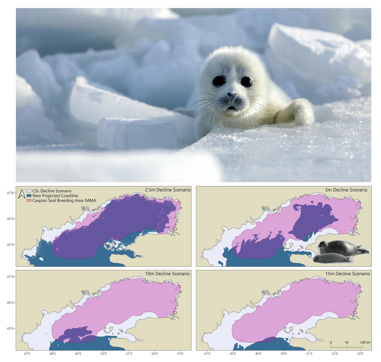 Cute babe seal + maps
