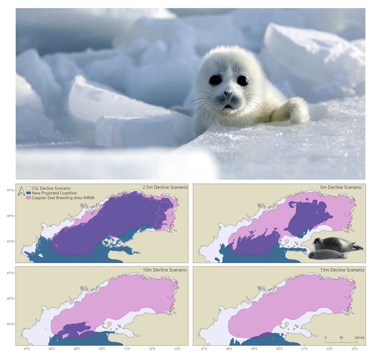 Local weather exchange is instant shrinking the sector’s biggest inland sea 1 Cute babe seal + maps