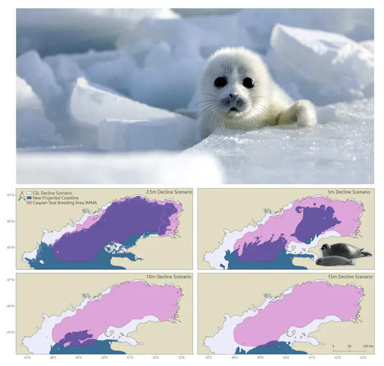 Cute babe seal + maps