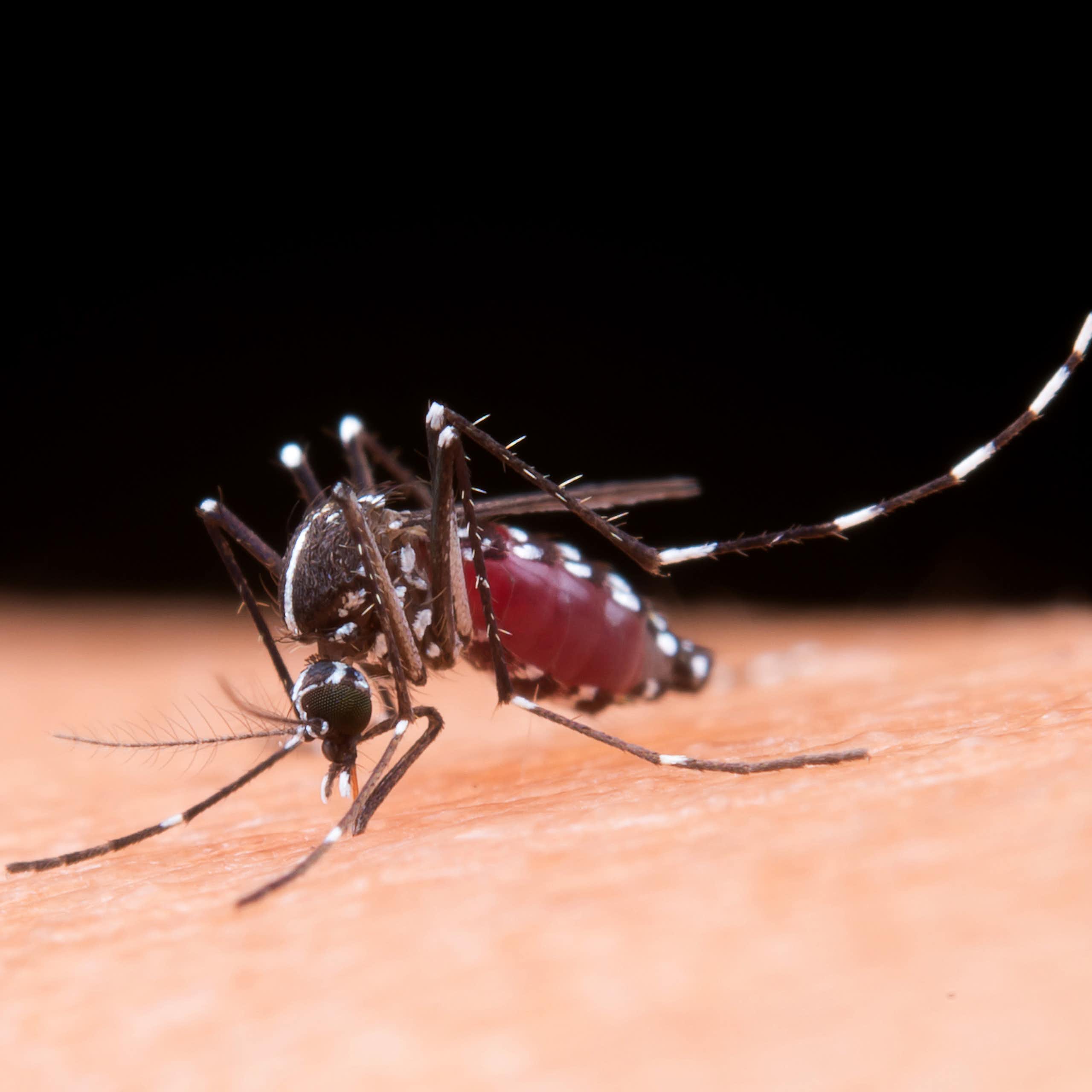 Estudo brasileiro comprova que vírus da zika pode causar resistência à insulina no cérebro