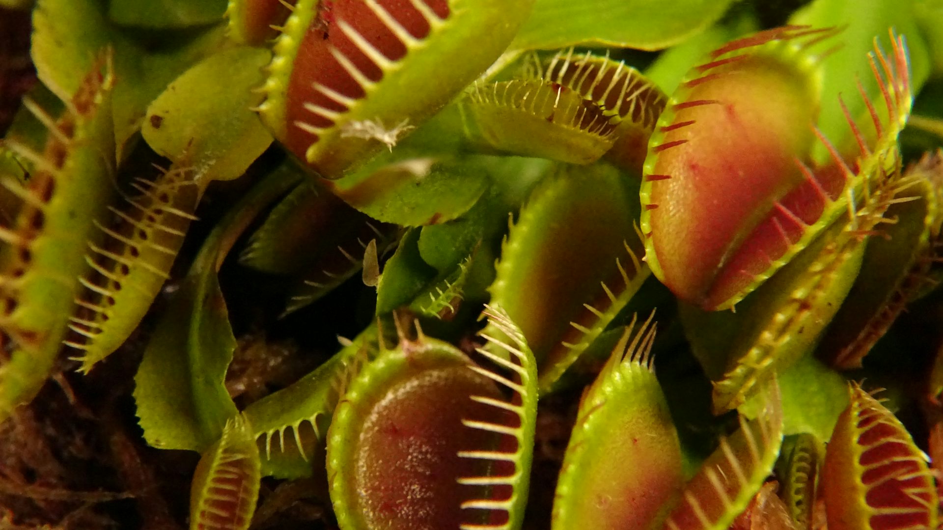 De inmóviles, nada: estas son las plantas más veloces