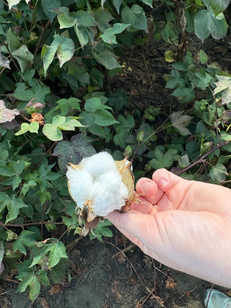 Mano que sostiene un objeto hinchado blanco con plantas frondosas en el fondo