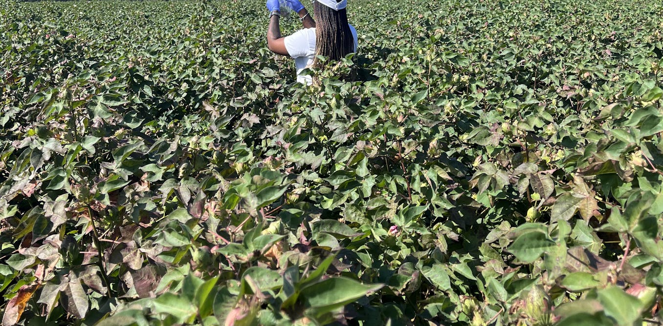 AI in cotton fields