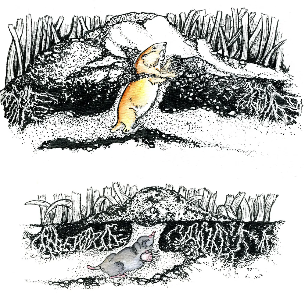 Burrows Signs How to identify animal tracks, burrows and other signs of wildlife in ...