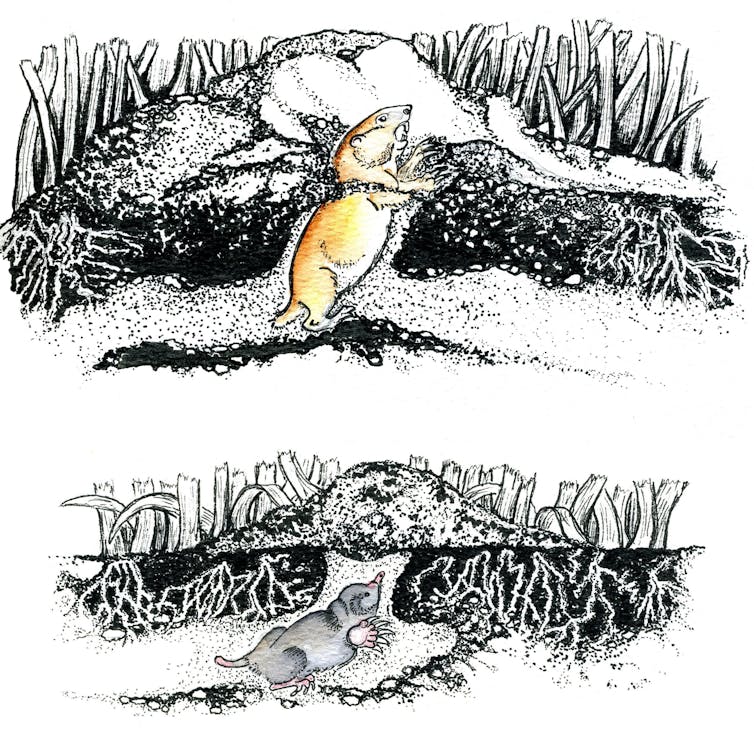 Illustration of a mole and a gopher under ground