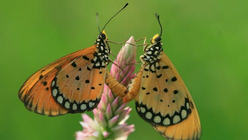 Spring air is humming with insects. But we’re blind to what’s happening to them