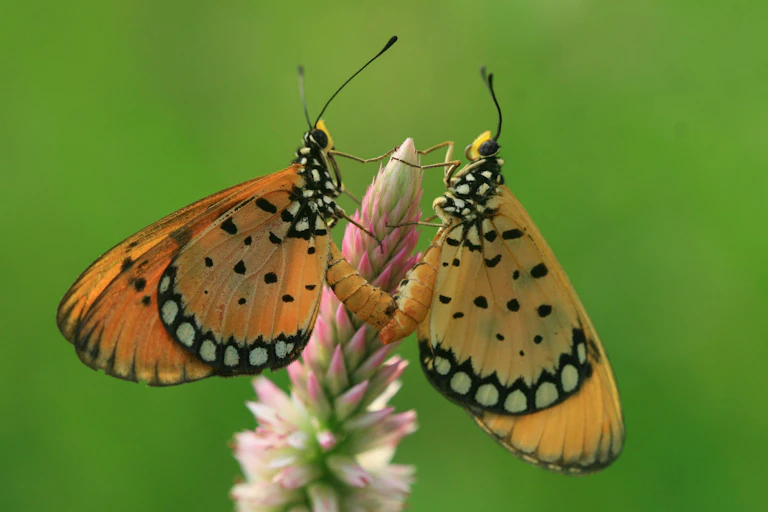 Two orange and black butterflies with white spots sitting together on a pink flower.