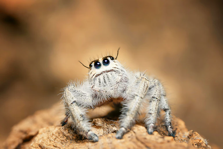 Hairy white spider sitting on branch.
