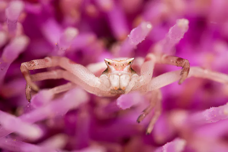 Crab like spider in pink flower