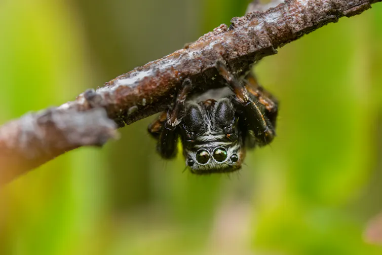 Small hairy spider sitting upside down on a twig.