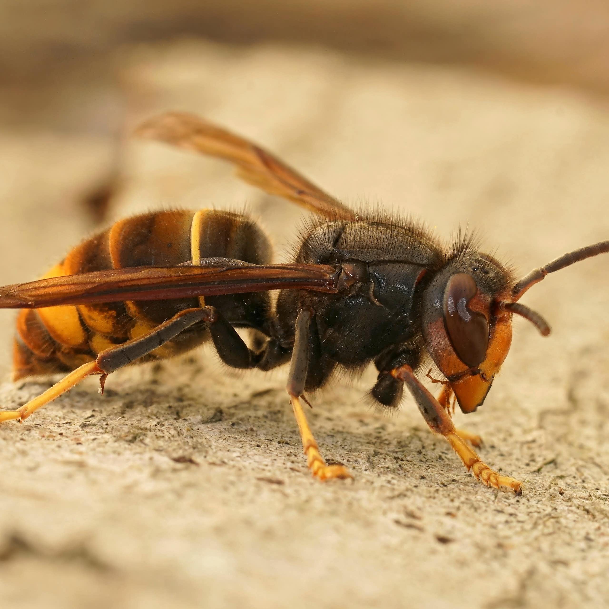 Photo d'un frelon à pattes jaunes (« Vespa velutina ») est reconnaissable à son corps entièrement noir à l’exception d’un anneau et de la tête qui sont orange, et de ses pattes qui sont jaunes.