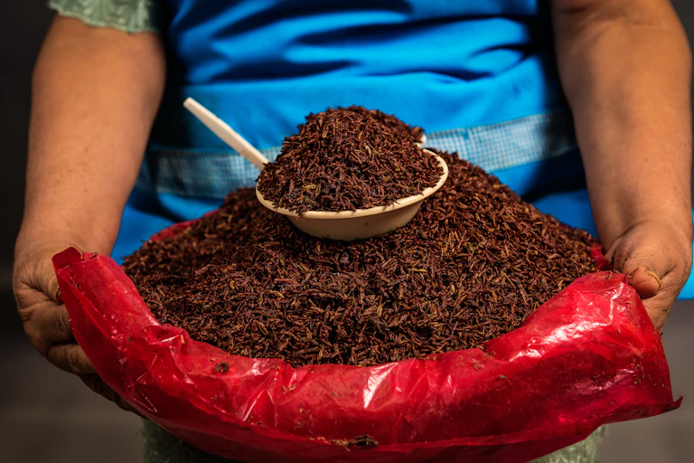 Arms of a woman wearing a blue blouse and holding a large batch of tiny brown bugs.