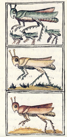 A drawing of seven grasshoppers of various colors and sizes.
