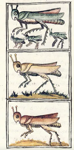 A drawing of seven grasshoppers of various colors and sizes.
