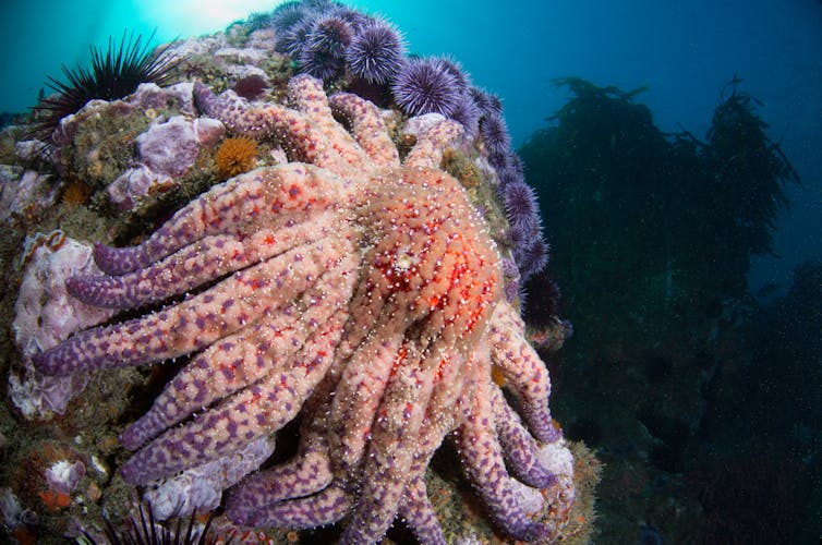 How sea star wasting disease transformed the West Coast’s ecology and economy – Environmental News Bits How sea star wasting disease transformed the West Coast’s ecology and economy – Environmental News Bits