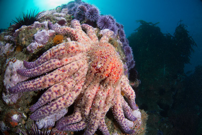A large sea star with well more than a dozen arms crawls near purple sea urchins.