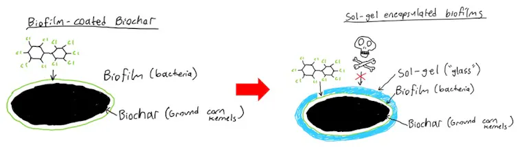 An image showing two pieces of biochar with bacteria attached. One piece of biochar is also surrounded with a glass-like