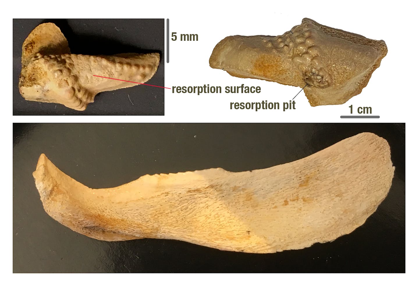 A fossilised tooth.