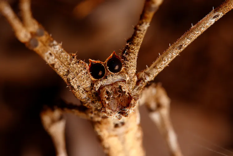 Close up of spider with large eyes.