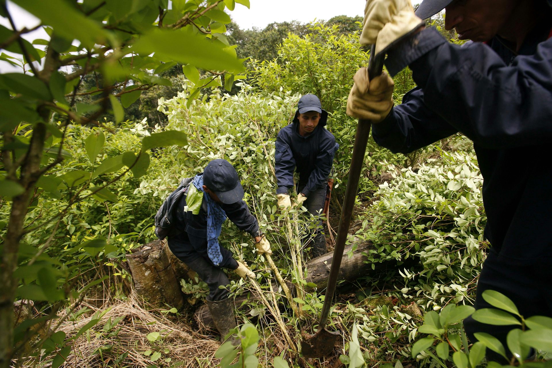 Three people cutting down coca plants in a field in Colombia.