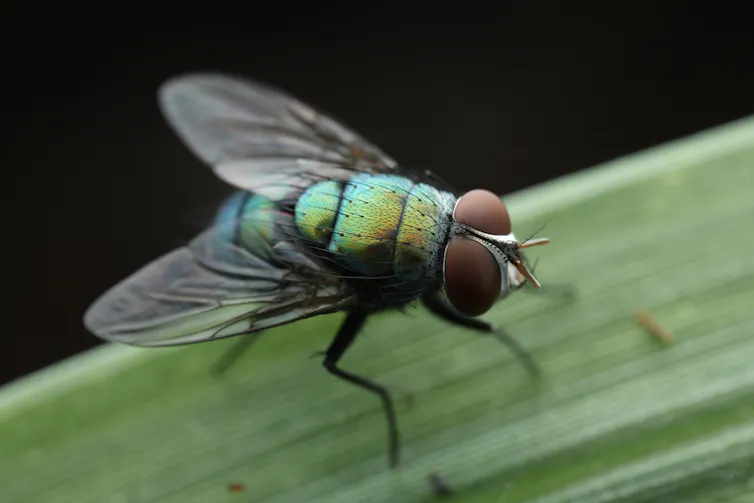 Green bottle fly on leaf.