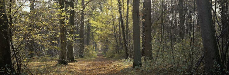 How can the woodland broadcast greater than catches? 1 file 20250917 56 jhyws3.jpg?ixlib=rb 4.1