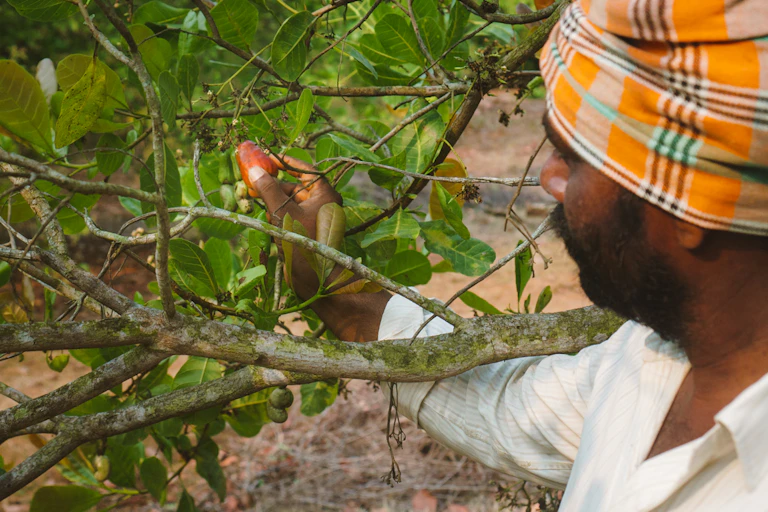 man picks cashew nuts from tree