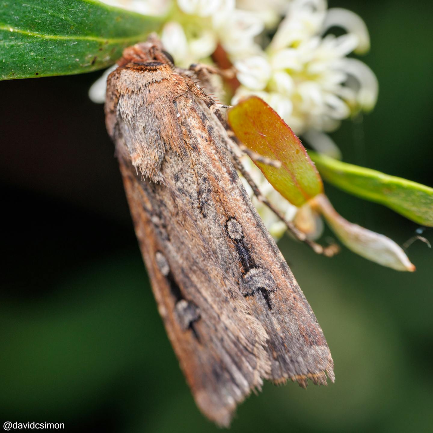 A brown moth with white and black spots on its wings.