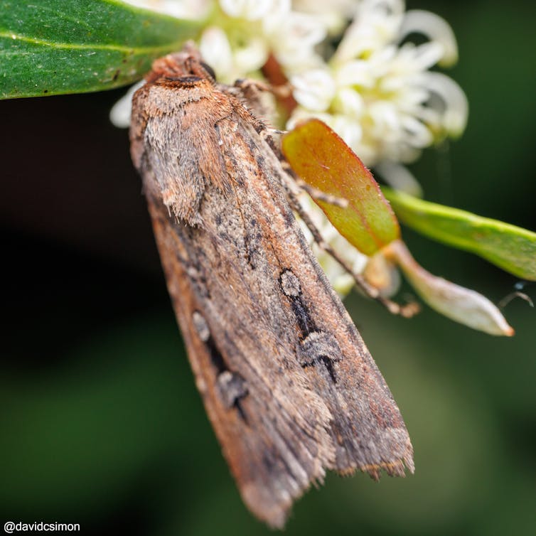 A brown moth with white and black spots on its wings.