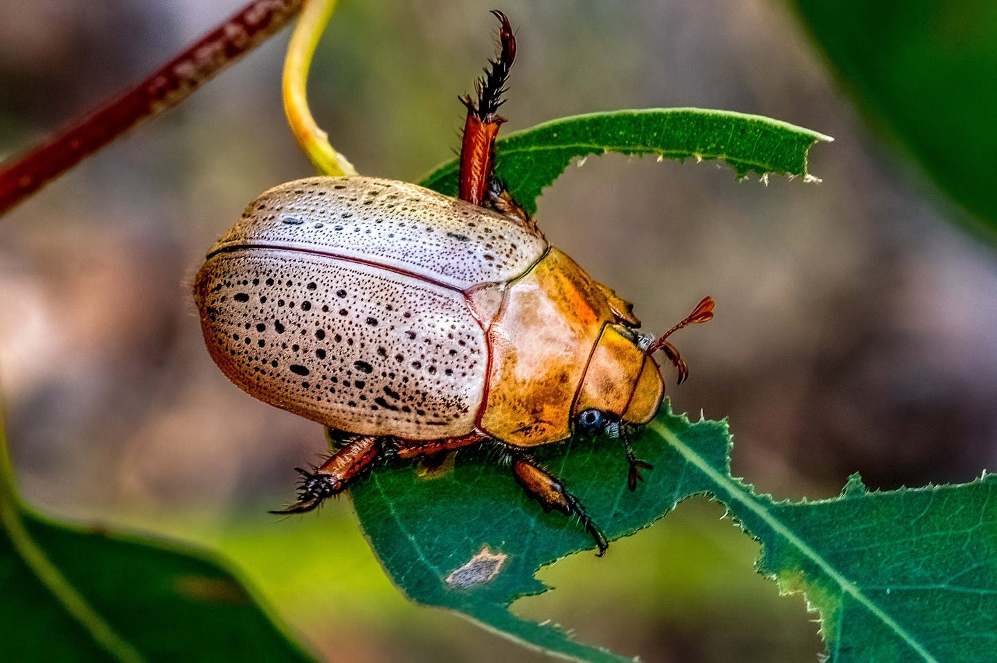 A shiny brown and golden beetle on a leaf.