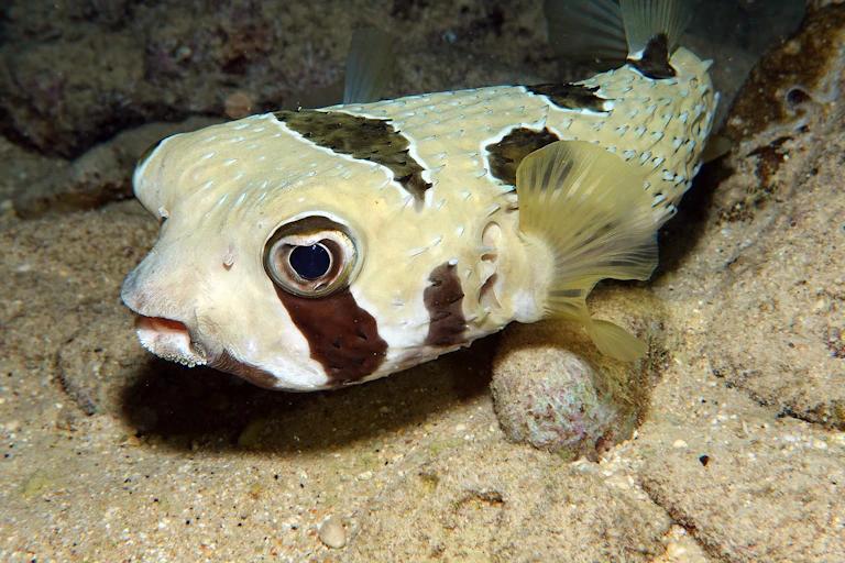 A cream-coloured fish with black blotches in a cave.