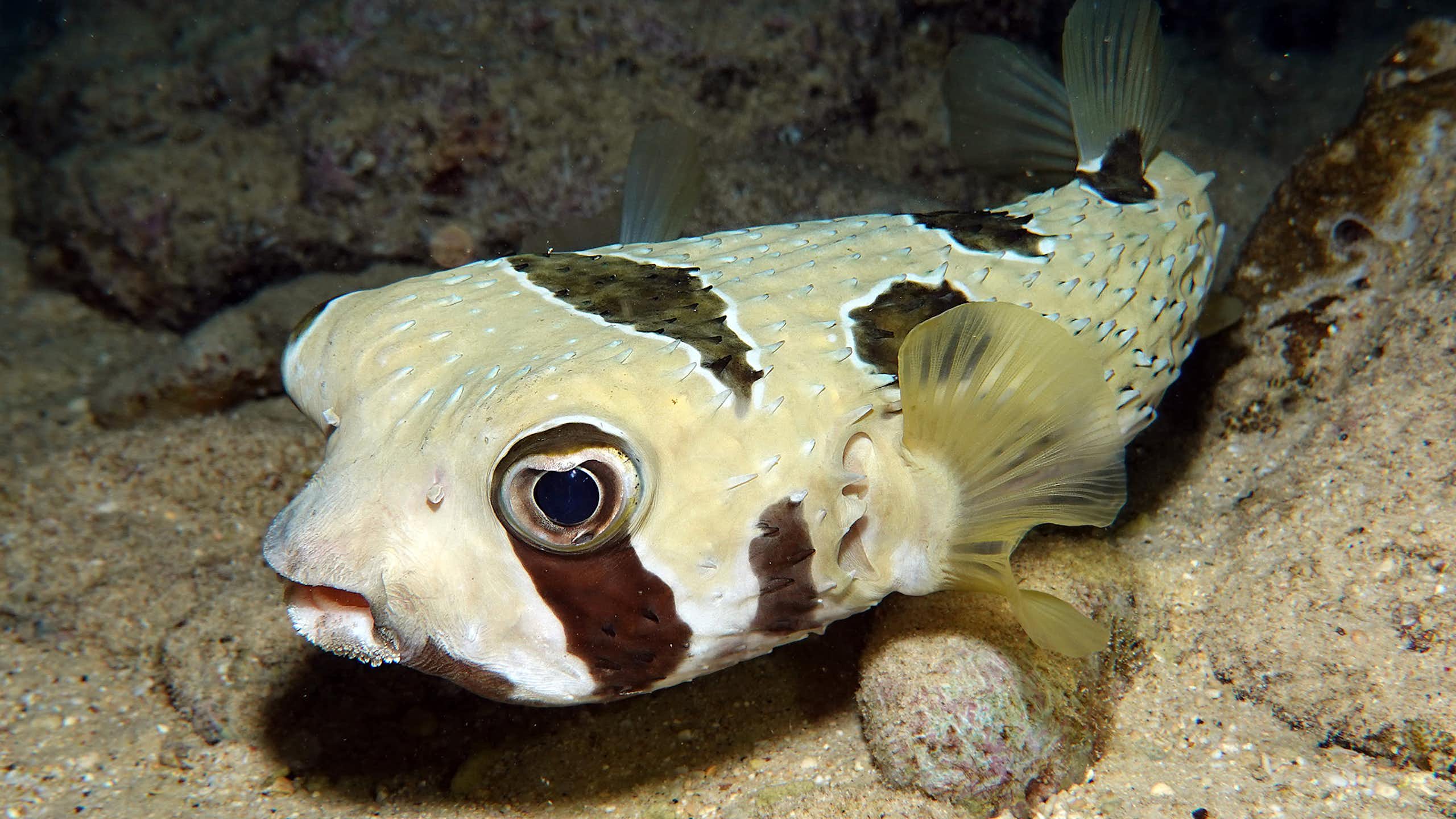 A cream-coloured fish with black blotches in a cave.