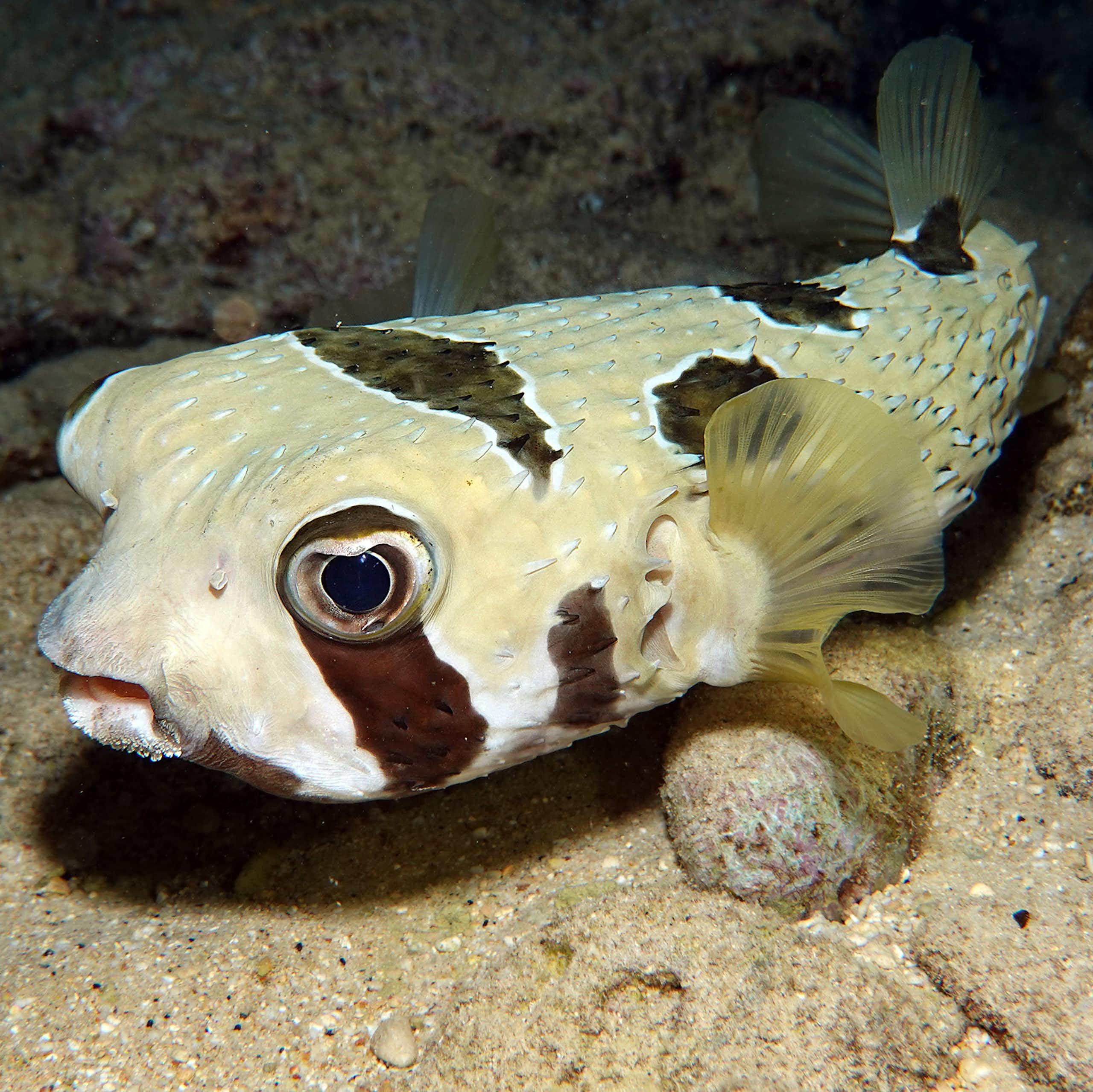 A cream-coloured fish with black blotches in a cave.